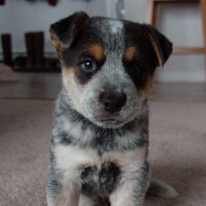 Meet your Posher, Jessie